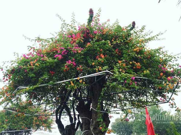 Trả 400 triệu, đại gia không mua nổi cây hoa giấy ngũ sắc 100 tuổi chơi Tết