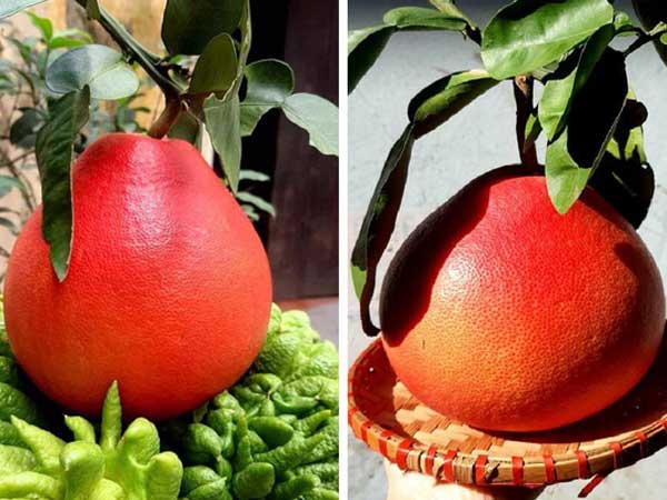 Bưởi vỏ đỏ như son, hàng cực 'độc' chơi Tết giá 500.000 đồng/quả vẫn 'cháy hàng'