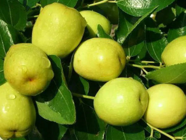 Thứ quả 'quốc dân' này không ngờ chứa lượng vitamin nhiều gấp 10 lần cam quýt: Trị bệnh tốt nhưng có 5 nhóm người không nên ăn