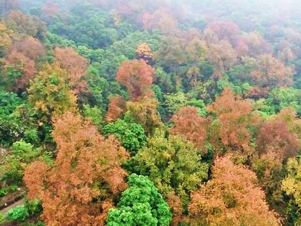 Video: Thăm chùa cổ, lạc lối giữa rừng phong thay lá lớn nhất Việt Nam