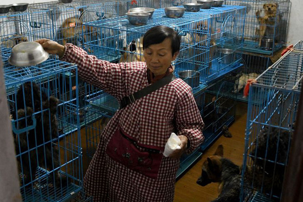 Chuyện về người phụ nữ chung sống với hơn 1000 con chó, 100 con mèo và 4 con ngựa: Đây là những gì xảy ra mỗi ngày trong ngôi nhà đó