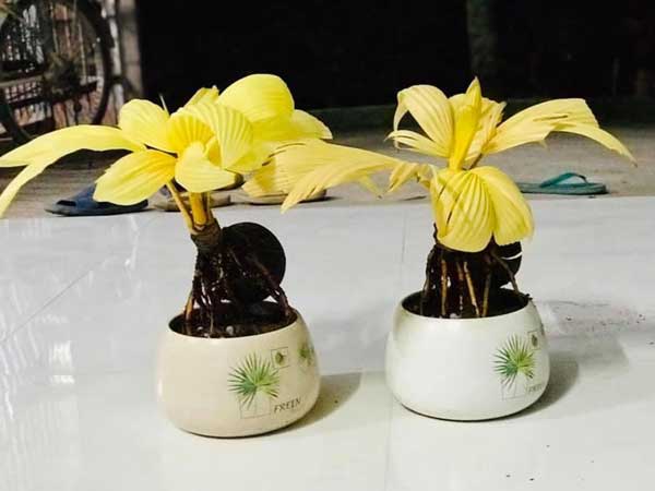 Dừa đột biến vạn cây có một, bỏ chục triệu đồng vẫn khó mua