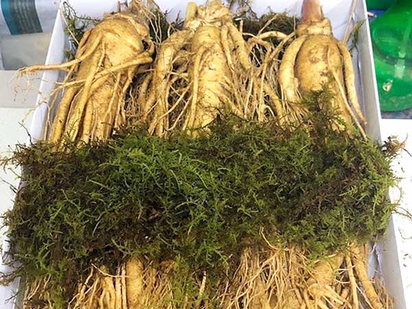 'Ngã ngửa' với sâm tươi Hàn Quốc giá 500.000 đồng/kg
