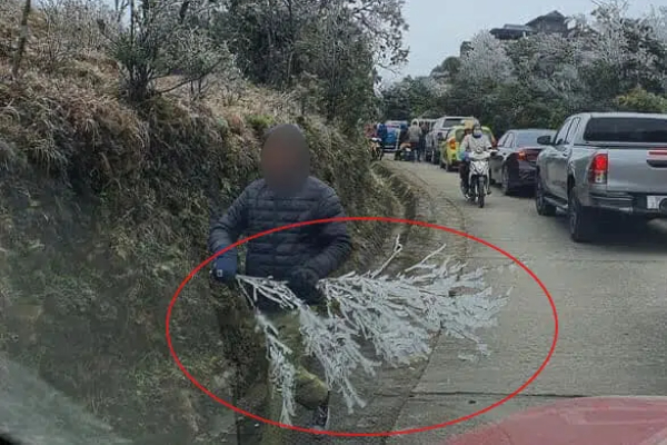 Đi 'săn' băng giá, một số du khách tiện tay bẻ cả cành cây lớn về... làm quà