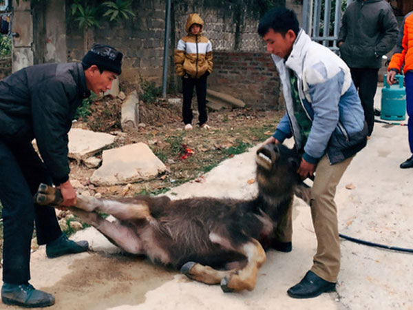 Nhiệt độ giảm sâu, trâu bò ở Điện Biên chết rét
