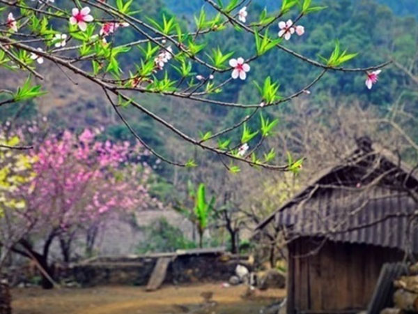 Sơn La lần đầu dán tem đào vườn dân trồng, phân biệt với đào rừng