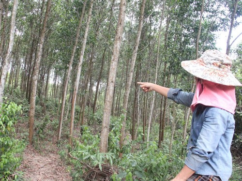 Vụ xã 'buộc' dân nộp tiền để trả nợ quán xá: Đất rừng vào nhà cán bộ?