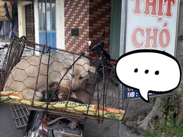 Hình ảnh 'chó mẹ tranh thủ cho đàn con bú những giọt sữa cuối cùng trước khi bị giết thịt' gây xúc động trên MXH