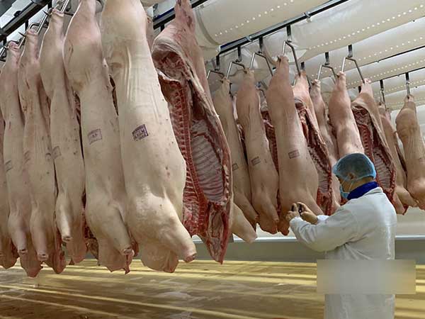 Nhập nửa triệu con lợn Thái Lan, mùa Tết giá thịt vẫn ồ ạt tăng