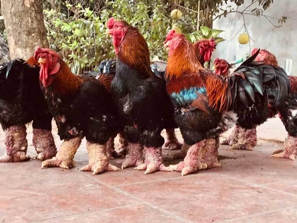 Trả 20 triệu đồng vẫn không mua nổi cặp chân gà Đông Tảo ăn Tết