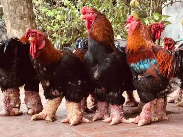 Trả 20 triệu đồng vẫn không mua nổi cặp chân gà Đông Tảo ăn Tết