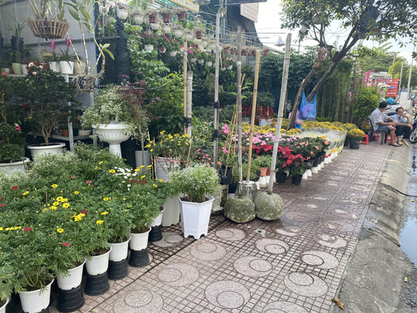 Hoa kiểng Tết đổ ra đường bán sớm, giá còn khá rẻ