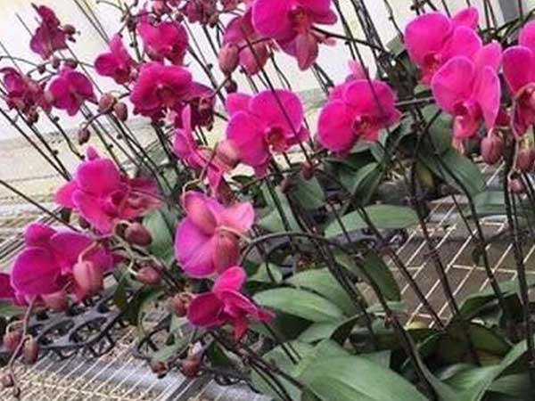 Hoa tươi nhập từ Trung Quốc 'đội lốt' hoa Đà Lạt