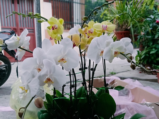 Đến hẹn lại lên, hai chàng kỹ sư đút túi hơn 100 triệu ăn Tết