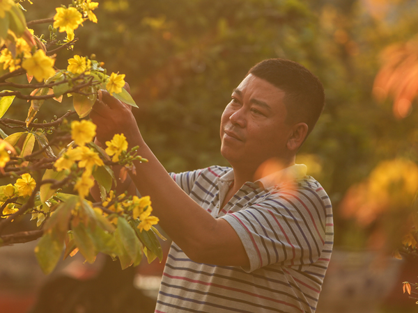 Ảnh: Hàng nghìn cây mai nở sớm trước Tết cả tháng, chủ vườn mất trắng 15 tỷ đồng