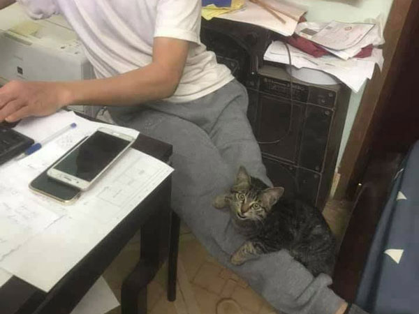 Dọa sẽ 'ném ra đường' khi con gái định nuôi mèo và cái kết không thể ngờ mỗi sáng ngủ dậy
