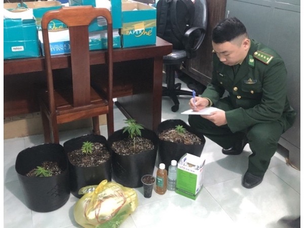 Lên MXH đặt mua hạt cần sa về trồng tại nhà