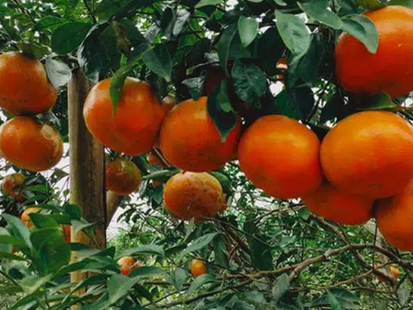 'Thủ phủ' cam bù nức tiếng Hà Tĩnh chín mọng chờ thu hoạch dịp Tết