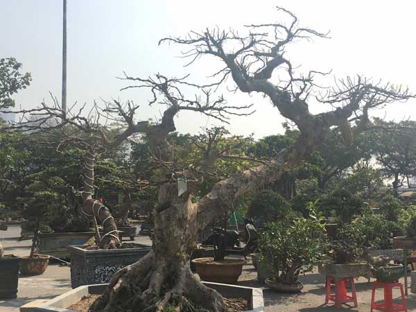 Ngắm cây sung thế lạ chờ đại gia ngã giá tiền 'khủng' mang về chơi Tết