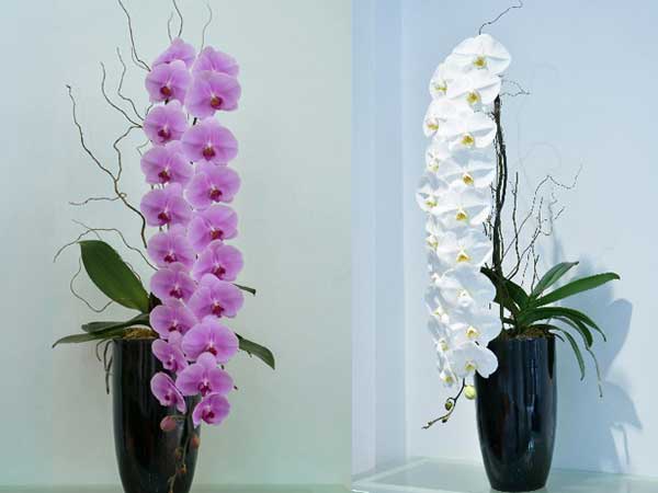 3 loại hoa lan 'đắt xắt ra miếng' những nhà có tiền hay chọn mua dịp Tết