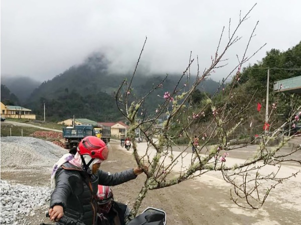 Không cấm đào ngoại về Việt Nam qua cửa khẩu ở Nghệ An