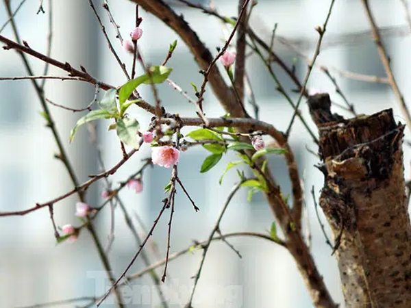 Dân buôn giới thiệu đào cổ thụ trồng ở Sơn La giá hơn 30 triệu đồng