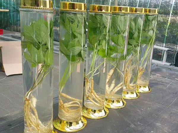 Rượu từ mầm sâm Hàn Quốc lần đầu tiên được trồng tại Việt Nam thu hút thị trường Tết Nguyên đán