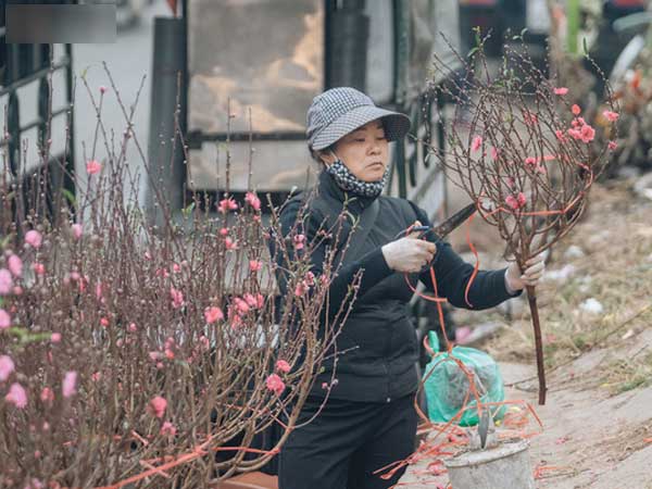 Ảnh: Trời lạnh sương mờ, làng đào Nhật Tân khoe sắc, đúng là Tết đang đến rất gần rồi!