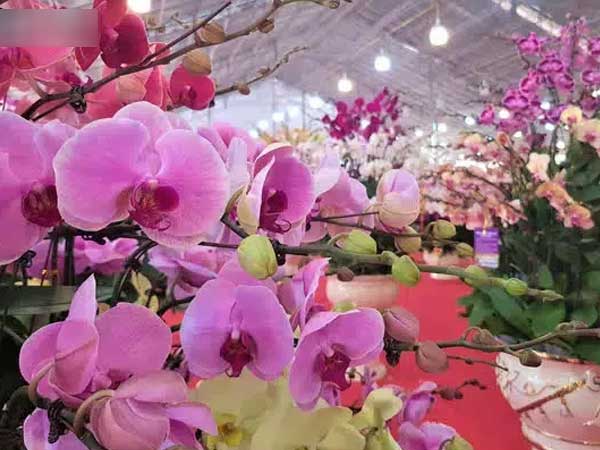Mãn nhãn dàn lan hồ điệp bạc tỷ ở Hà Nội, đại gia đua nhau dốc ví mua về chơi Tết