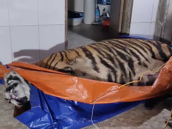 Vụ bắt hổ nằm trong nhà dân ở Hà Tĩnh: Chủ nhà là nông dân, có nuôi hươu lấy nhung