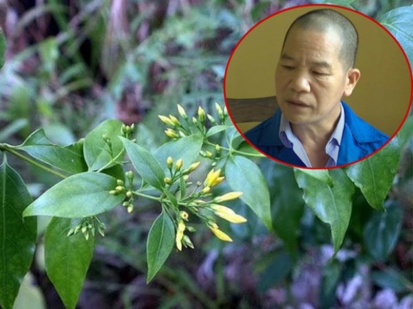 Hành trình cam go để đưa kẻ đầu độc gia đình bằng lá ngón ra ánh sáng