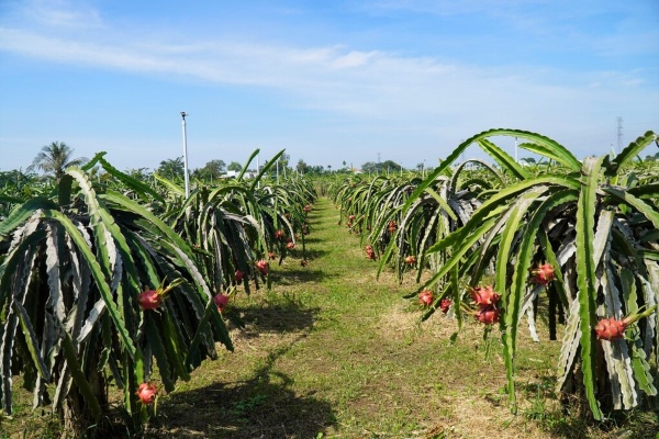 Thanh long giảm giá một nửa dịp sát Tết