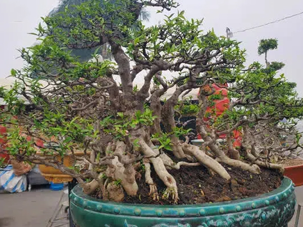 Dàn mai chiếu thủy thế độc được khóa chặt chống trộm, chờ đại gia Hà Nội đến 'rước'
