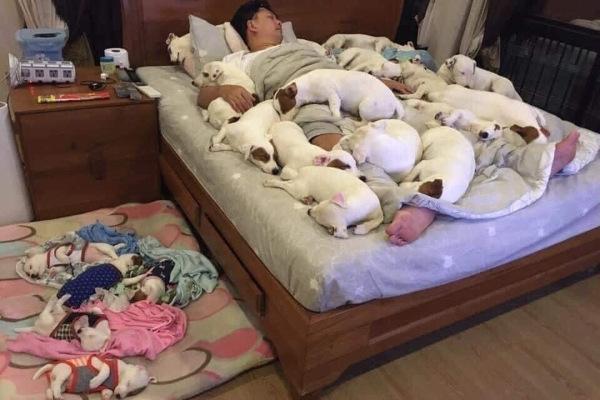 Vợ đòi nuôi 2 con chó cho 'vui nhà vui cửa' và cái kết 'tan cửa nát nhà' khiến dân mạng cười ngất