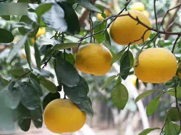 Trồng loại quả chín vàng, để càng héo càng thơm ngon, nông dân Hà Nội thu nửa tỷ vụ Tết