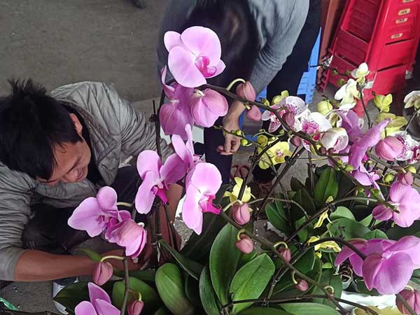 Còng lưng ghép chậu lan hồ điệp, anh thợ kiếm 20 triệu lo Tết