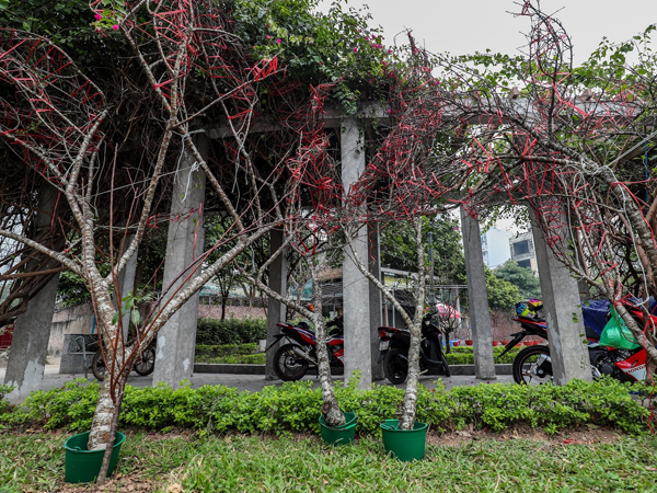 Đào rừng dán tem bày bán trên phố Hà Nội