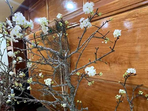 Cành hoa mận cổ về Hà Nội, giá tiền triệu vẫn hút dân mua chơi Tết
