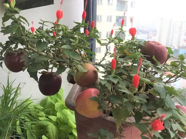 Cây táo nở ra hoa dâm bụt và những lần nhà giàu bị hố khi chi tiền triệu mua cây cảnh Tết