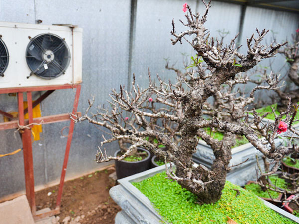 Sự đặc biệt của loại đào tiến vua bạc triệu: Nằm điều hoà đón Tết, đợi chủ 'lệnh' ra hoa