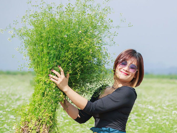Trồng cánh đồng mùi già bát ngát, giữ hương cho khách tắm thơm đêm 30 Tết