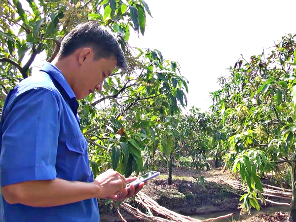 Video: Vườn xoài 5.000m2 trĩu trái nhờ ứng dụng công nghệ cao