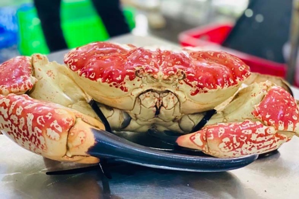 Cua Úc khổng lồ, đi máy bay về chợ Tết, giá giảm một nửa