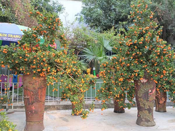 2 chậu quất cảnh giá tới 26 triệu đồng