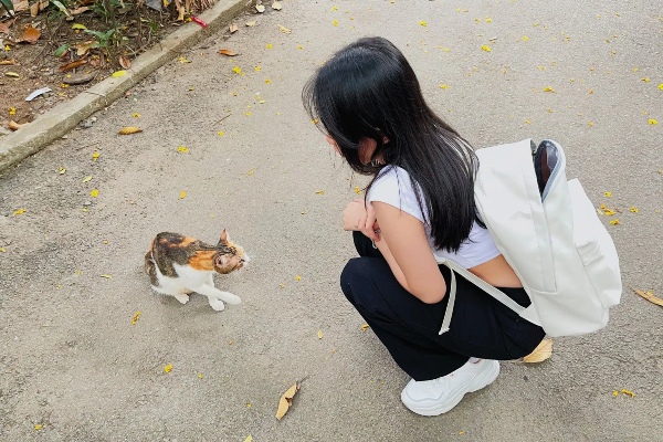Chuyện cô gái Sài Gòn cho đàn mèo hoang ăn thu hút nghìn like, dân mạng bất ngờ vì sự 'chứa chấp' đầy đáng yêu của lũ thú trong Thảo Cầm Viên
