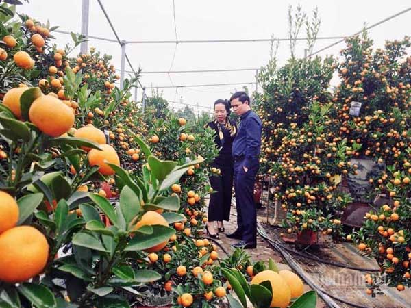 Dân Hà thành đổ ra đồng chọn quất chơi Tết, nhà vườn thu tiền tỷ