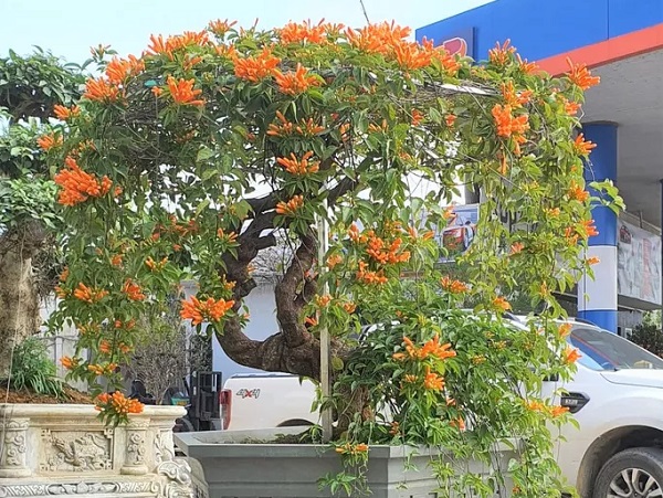 Cây hoa 'độc', 'lạ' Rạng Đông thân leo bán với giá 50 triệu đồng