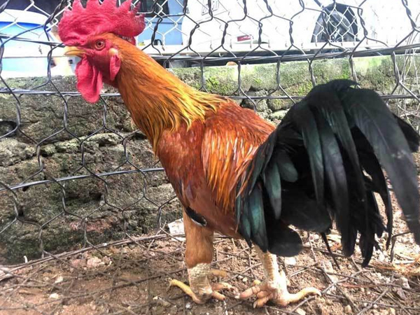 Nuôi con gà truyền thuyết, anh nông dân ăn Tết to 300 triệu