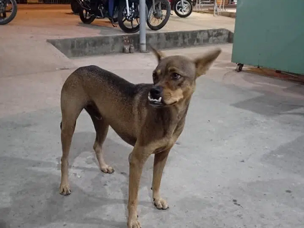 Chú chó có hàm răng hô, ngậm kiểu nào cũng không giấu được răng gây 'sóng gió' trên mạng xã hội bởi ngoại hình quá xấu!