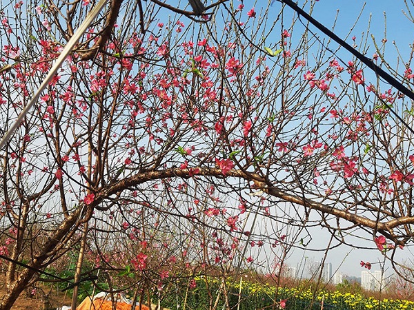 Ngàn cành đào 1 dáng giống nhau, giá 5 triệu không đủ hàng bán